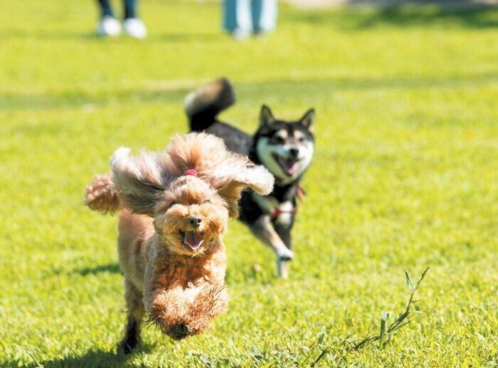 ドッグランを元気に駆けまわる2頭の犬