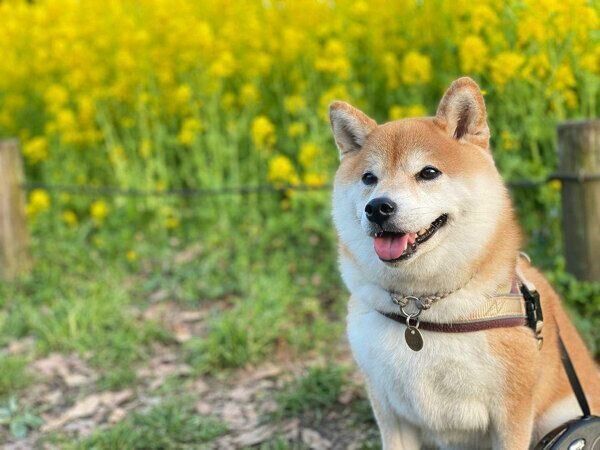 笑顔が可愛いむぎちゃん