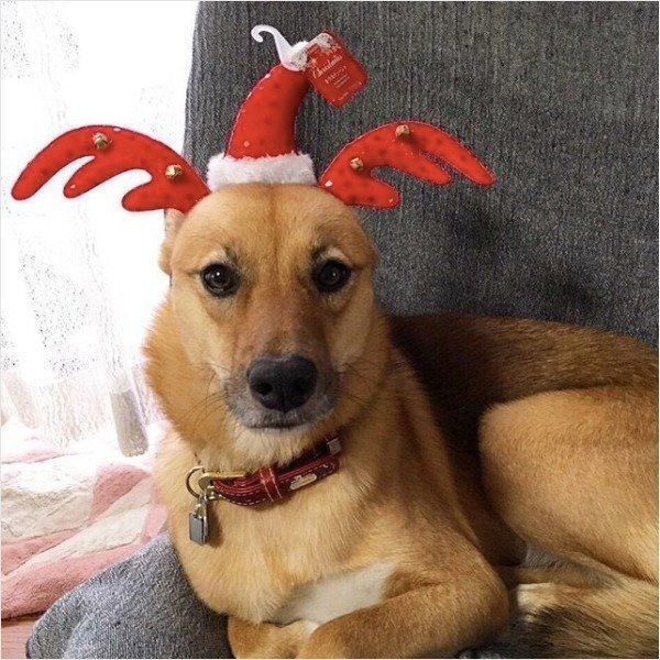 クリスマスを楽しむワンコ