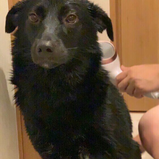 ドライヤー中のMix犬