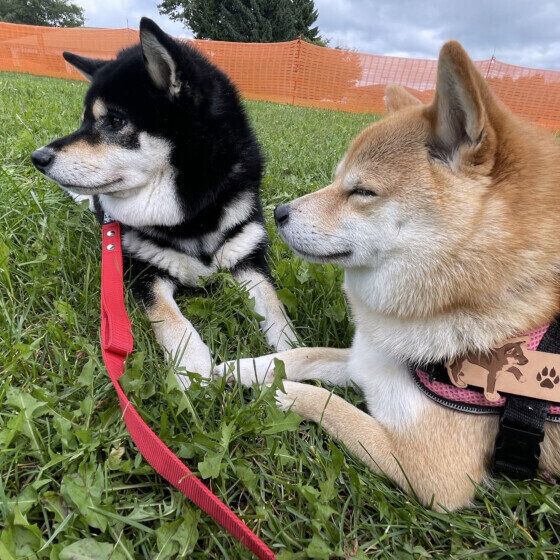 休憩をするらむちゃん