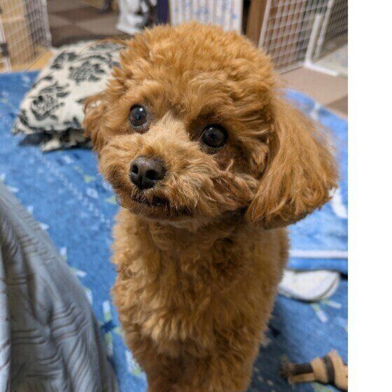 おやつをおねだりするトイ・プードル