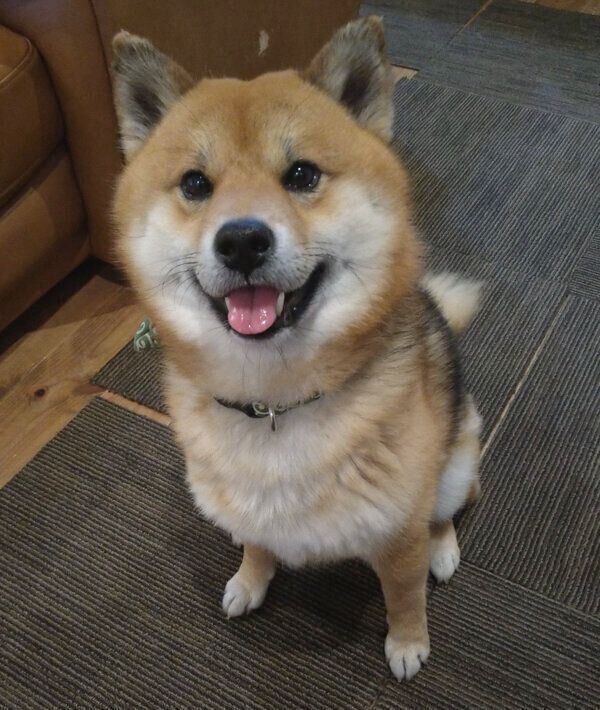 笑顔が可愛いおにぎりくん