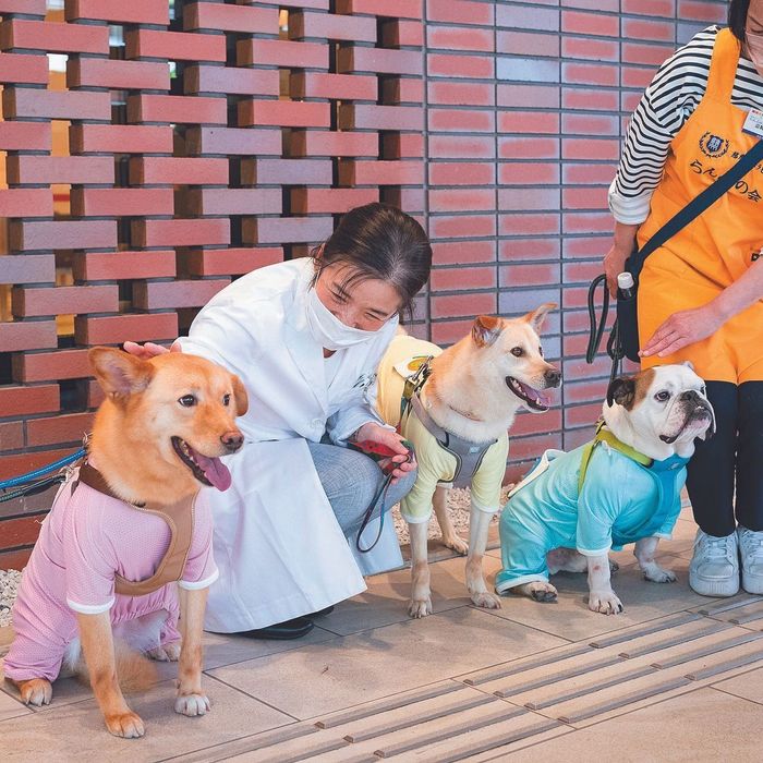 セラピードッグとして活躍する3頭の元保護犬たち
