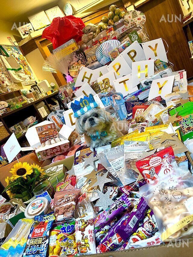 シーズー犬マンガてんぽshihtzu