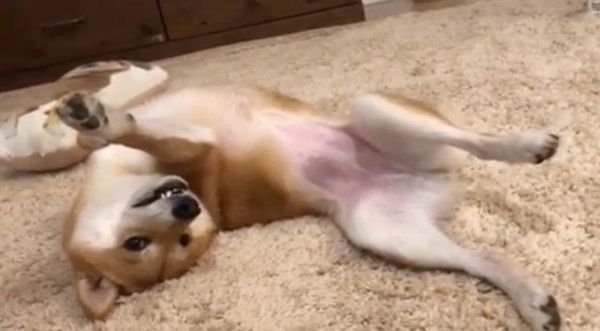 ヘソ天する豆柴