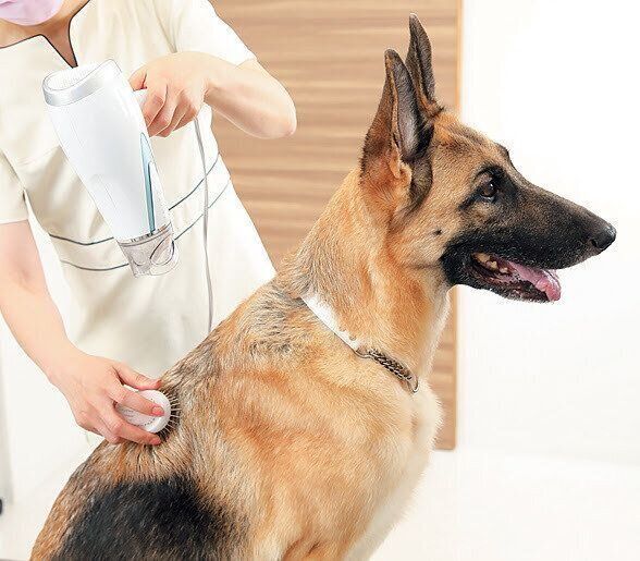 犬のブラッシングの正しいやり方