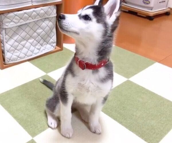 「ごはん」のワードに反応するリブちゃん