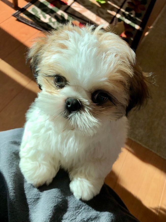 別の日の様子　子犬時代の華ちゃん