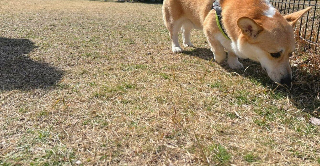 約3年後に撮影されたドッグランでの様子　隅っこでクンクンするはんぺんくん