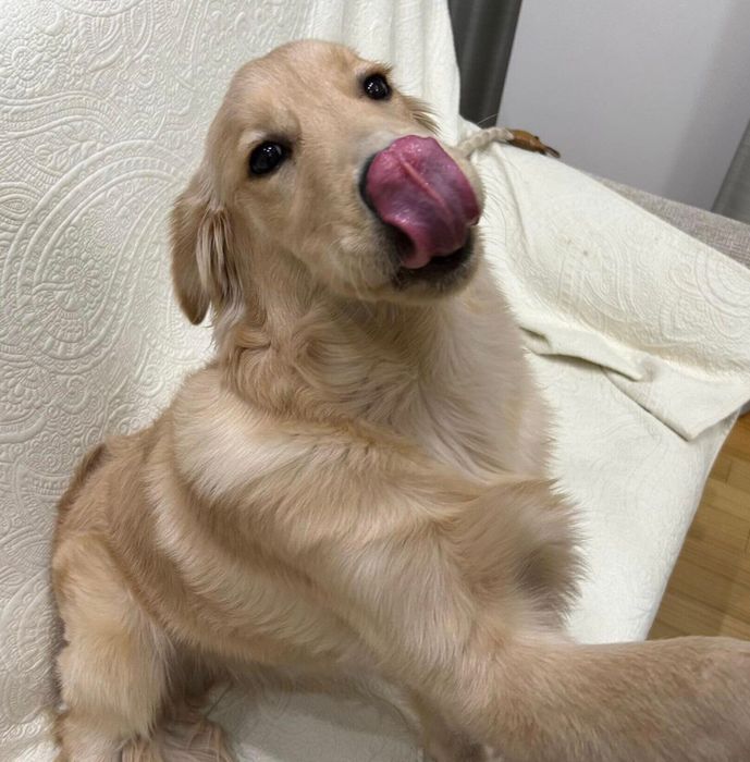 オテをするアルくん