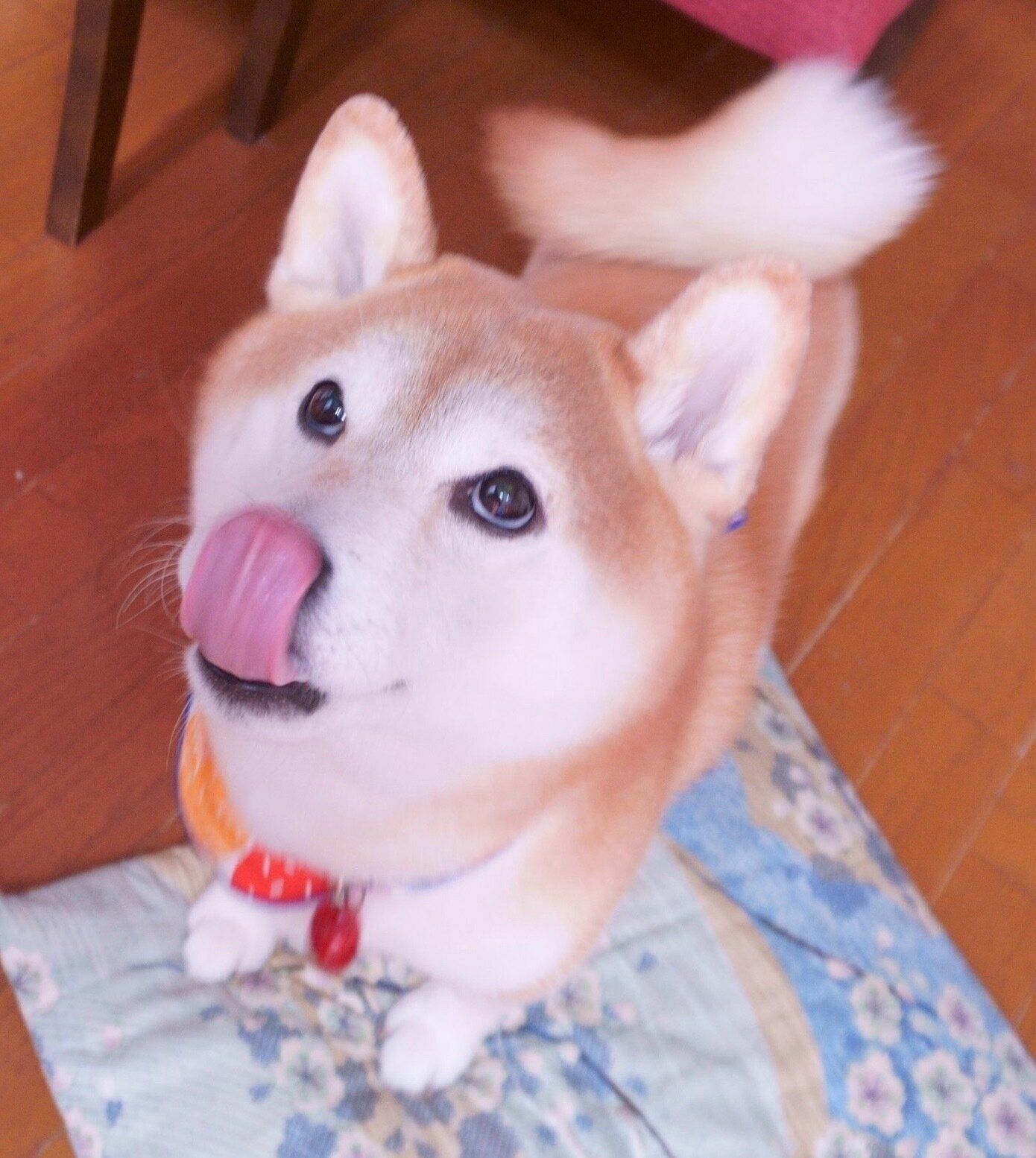 舌をペロッとするケンタくん