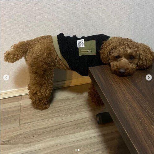 机にあごのせするプードル