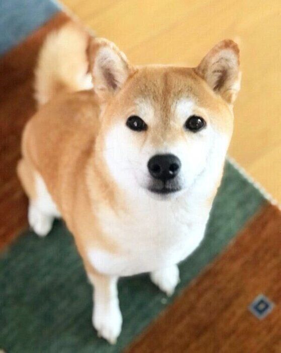 見つめるももちゃん