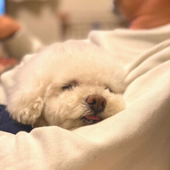 トイ・プードル クゥくん