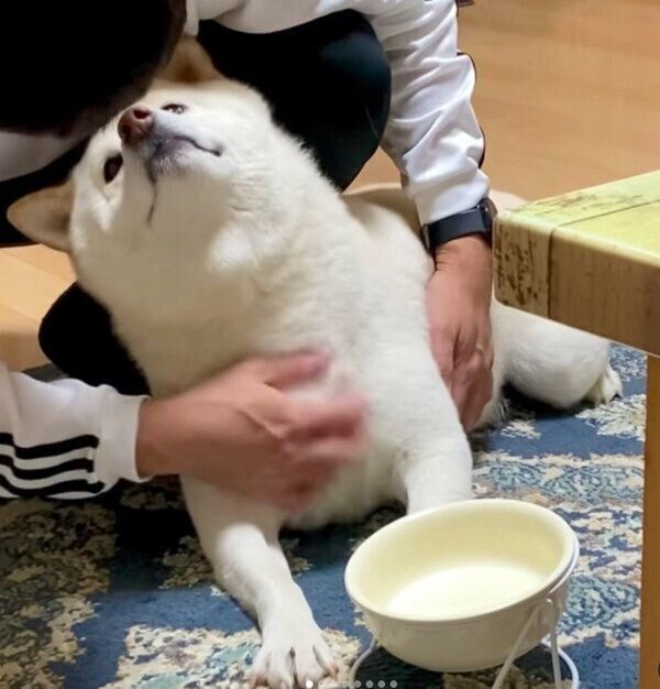 パパさんのナデナデに夢中になってしまうごん太くん