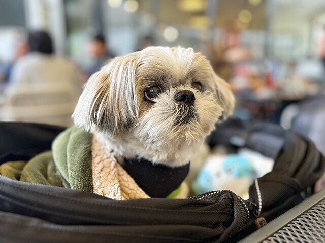 シーズー犬マンガてんぽshihtzu