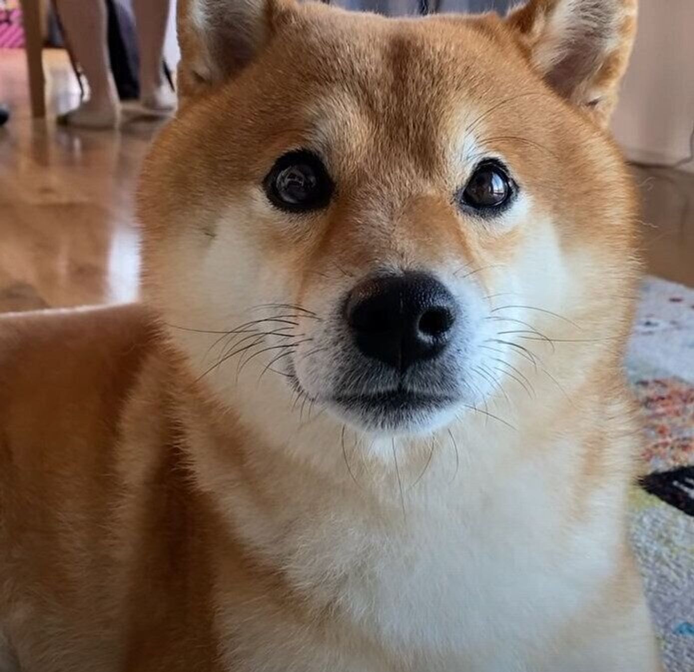 お泊まりしていたみんなが帰っちゃう どこか寂しそうな柴犬ズ いぬのきもちweb Magazine お泊まりしていたみんなが帰っちゃう どこか寂しそうな柴犬ズ いぬのきもちweb Magazine