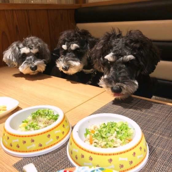 ごはんを待つミニチュア・シュナウザー