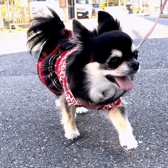 お散歩嫌いな菜乃花ちゃん