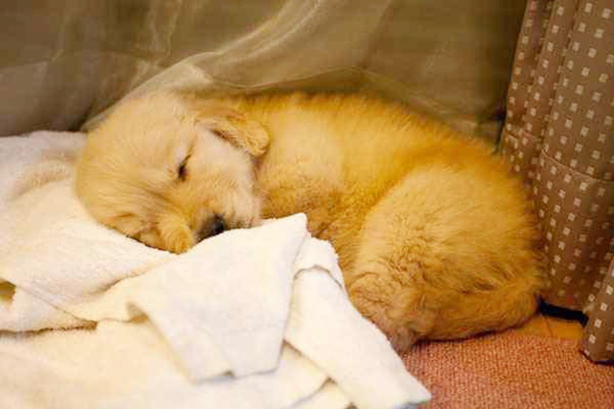乾いたミミズ ゴミ 犬は 臭いものほど好き ってホント いぬのきもちweb Magazine 乾いたミミズ ゴミ 犬は 臭いものほど好き ってホント いぬのきもちweb Magazine