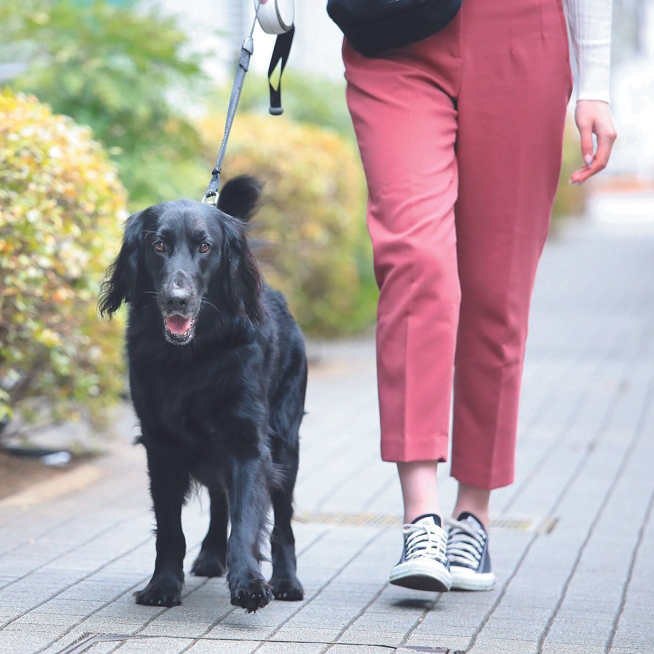 散歩はできるだけ毎日行くのが理想。30分～１時間ほどは行くようにしましょう。遊びが好きな犬なら、短時間の遊びを毎日何回も行うといいでしょう