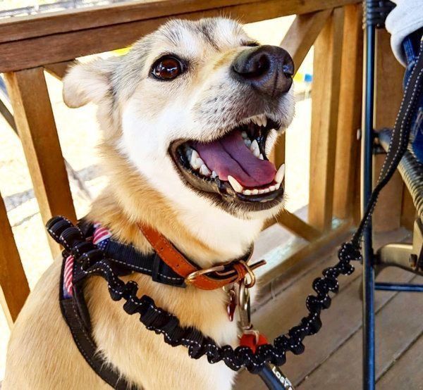 元保護犬・MIXのめるちゃん