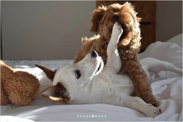 ワンコのぬいぐるみ争奪戦