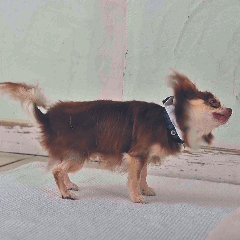 体をブルブル振ったら、カーミングシグナルかも