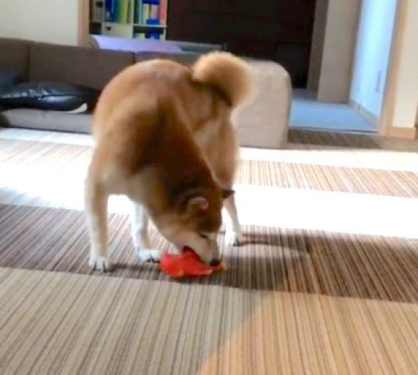 散歩後に荒ぶる柴犬