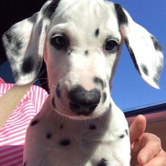 子犬のダルメシアン