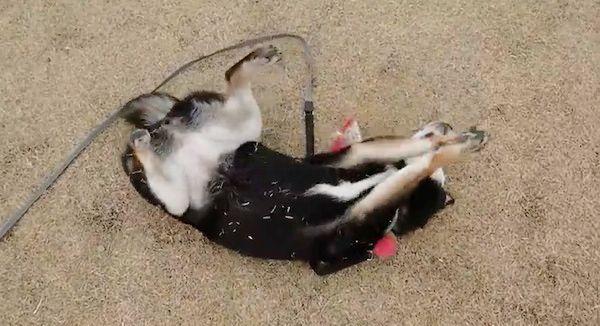 お散歩する黒柴