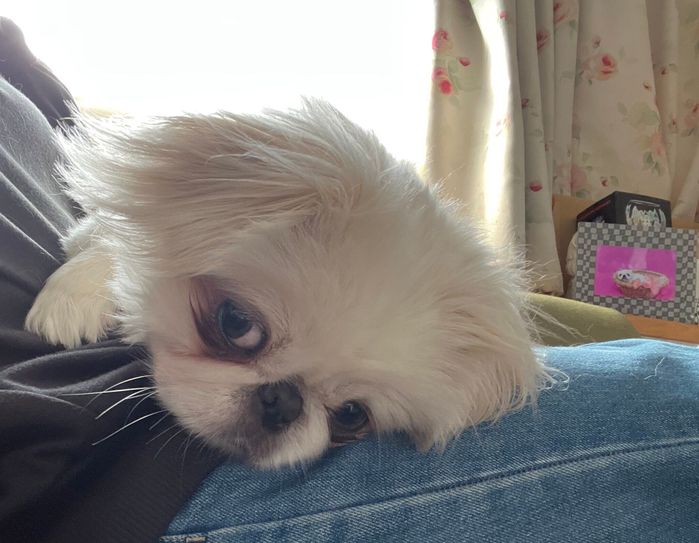 飼い主に甘えるペキニーズ