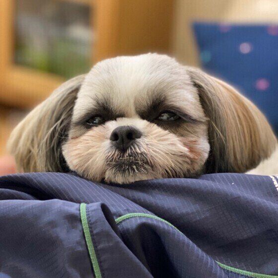 見つめるシー・ズー