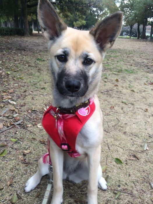 生後7カ月ごろの犬
