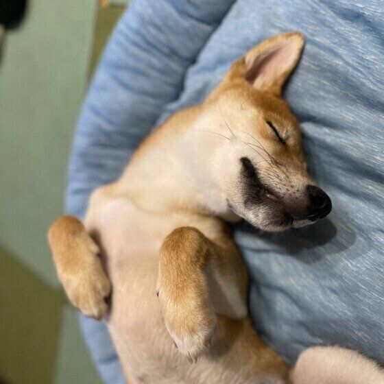 へそ天で寝る柴犬こむぎ