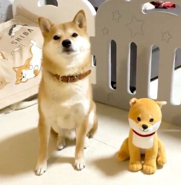 大きくなってもかわいいりんご郎くん