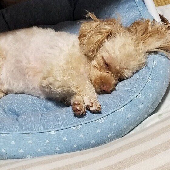 Mix（小型犬）の茶豆ちゃん♪