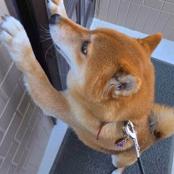 柴犬　おねだり