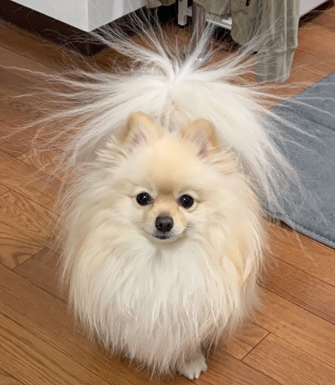 見つめるおもちくん