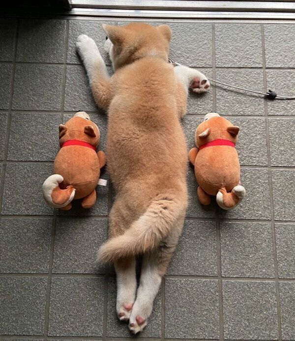 まったりするむう太くん