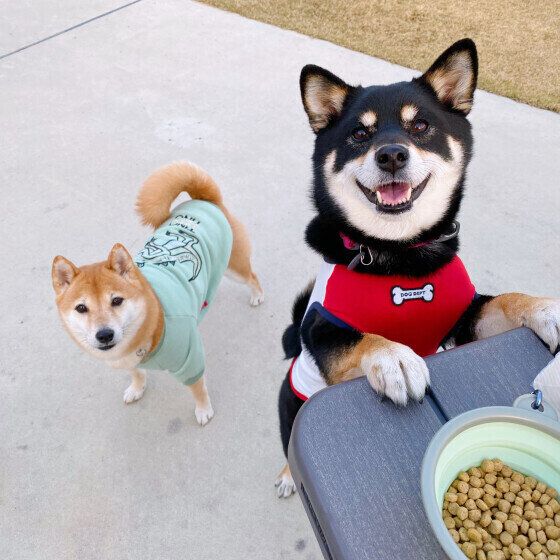 ゴハンを待つ2頭の犬
