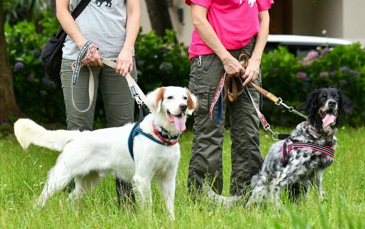使い捨て にされた鳥猟犬を救いたい ある女性が立ち上がった いぬのきもちweb Magazine 使い捨て にされた鳥猟犬を救いたい ある女性が立ち上がった いぬのきもちweb Magazine