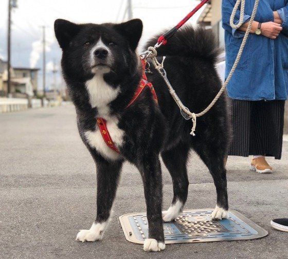 秋田犬のゆりちゃん