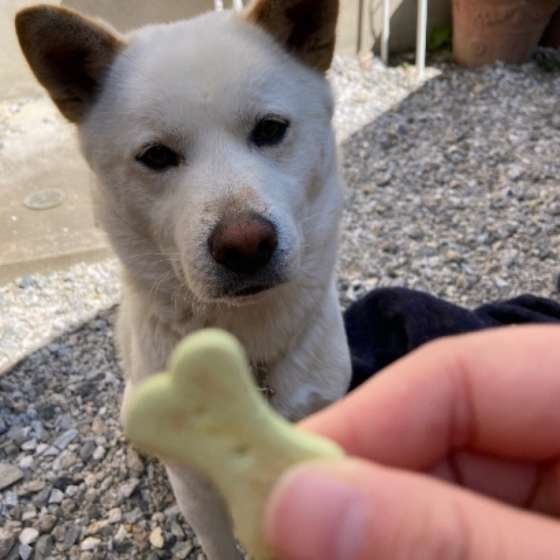 犬にレタスをあげても大丈夫 栄養やアレルギーなどについて いぬのきもちweb Magazine