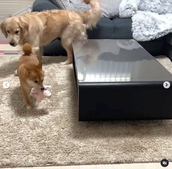 おからちゃんに狙われるうにくん