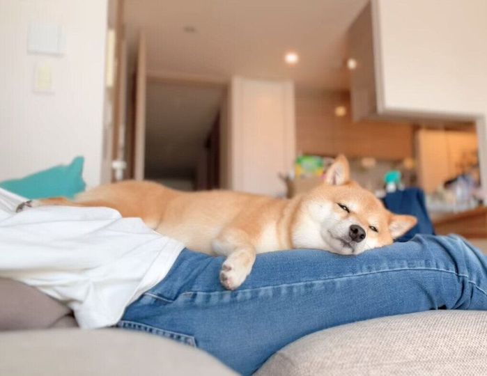 飼い主さんの膝の上に乗るおまめちゃん