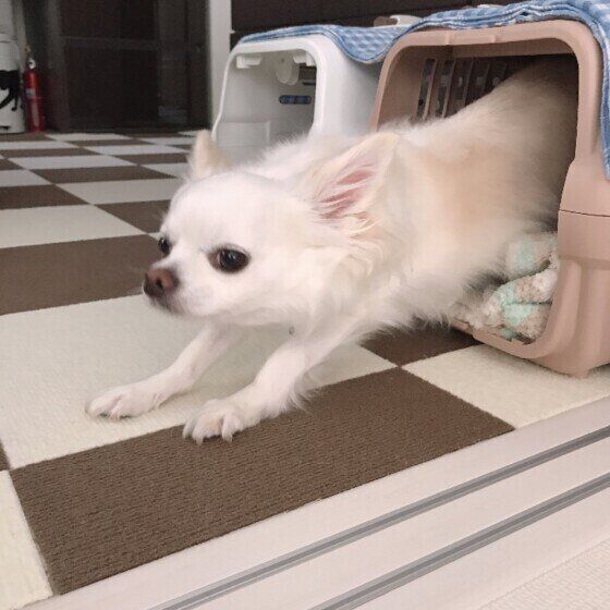「のびのび〜！」犬もストレッチや伸びをする？とっても可愛い犬たち いぬのきもち