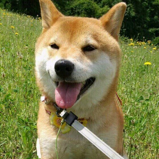 柴の凛ちゃん♪