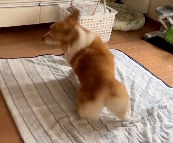 飛び起きたベルちゃん